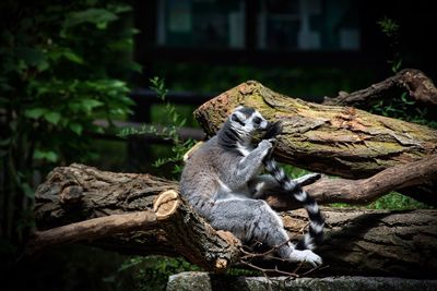 Lemur relaxing on log