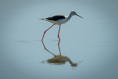 Black-winged stilt in sunshine walks through shallows