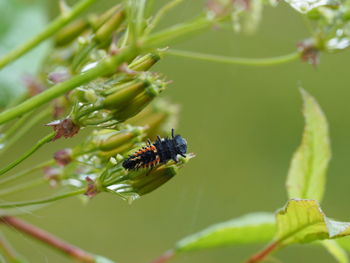 Close-up of insect on flower