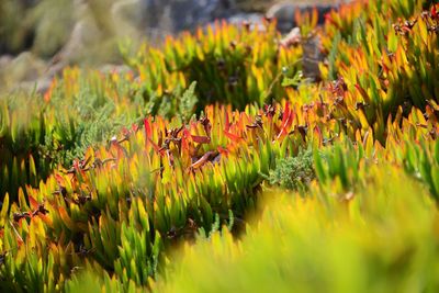 Close-up of plants growing in field