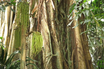 Close-up of bamboo trees in forest