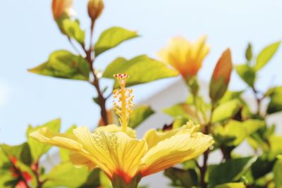 Close-up of yellow flowering plant against sky