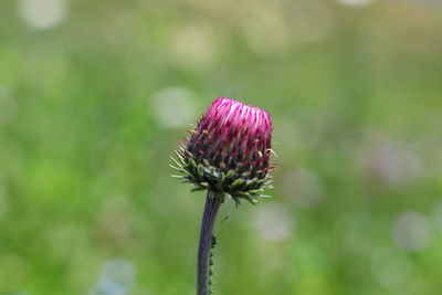 Close-up of pink thistle flower