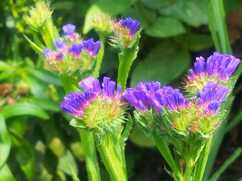 Close-up of purple flowers