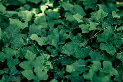 Full frame shot of fresh green leaves