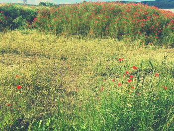 Plants growing on field