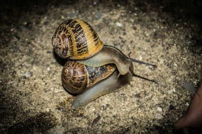 High angle view of snail