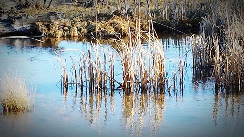 Reflection of trees in water