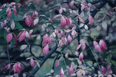 Close-up of pink leaves on tree 