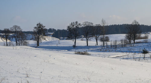 Trees on snow covered landscape