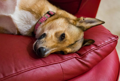 Close-up of dog relaxing on sofa