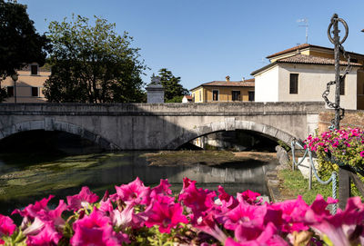 Pink flowering plants by arch bridge over river amidst buildings against sky