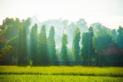 Scenic view of agricultural field against sky