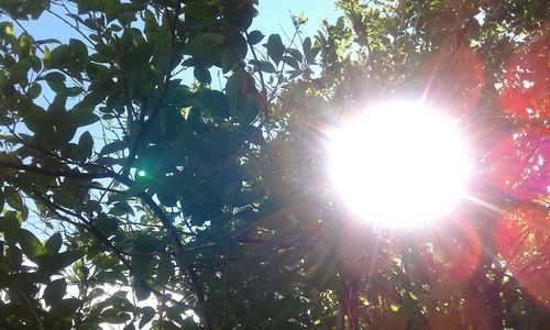 Low angle view of sun shining through tree