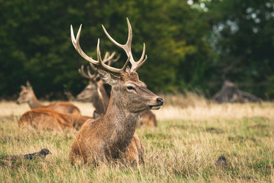 Deer in a field