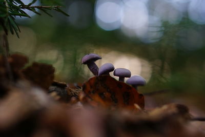 Close-up of mushrooms growing on field