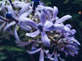 Close-up of purple flowers