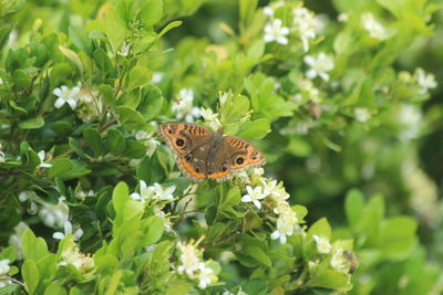 Close-up of butterfly perching on plant