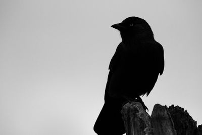 Low angle view of bird perching against clear sky