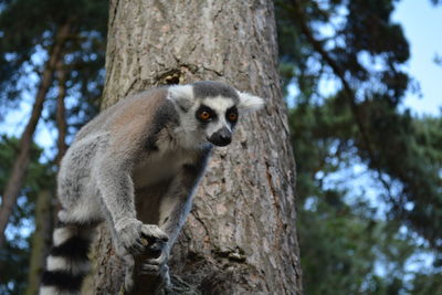 Low angle view of monkey sitting on tree trunk