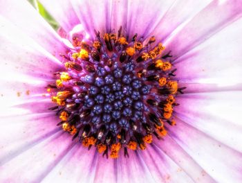 Close-up of coneflower