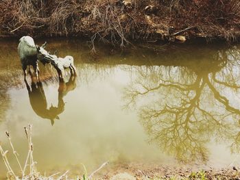 High angle view of moose with calf standing in swamp