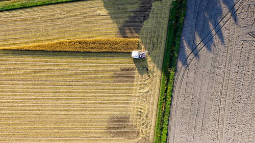 Japanese farmer cultivates rice crop