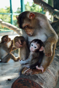 Monkey monkeys