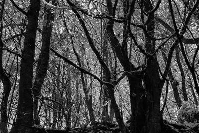 Low angle view of bare trees in forest