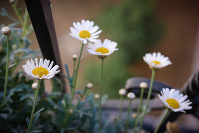 Close-up of white daisy blooming outdoors