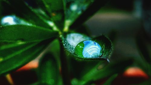 Close-up of insect on leaf