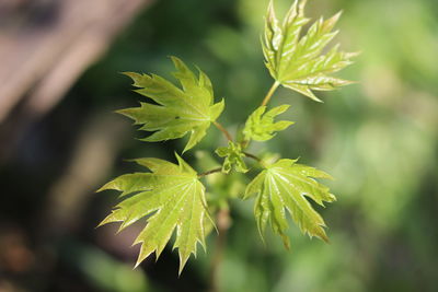Close-up of green leaves
