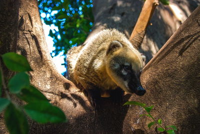 Low angle view of coati on tree trunk