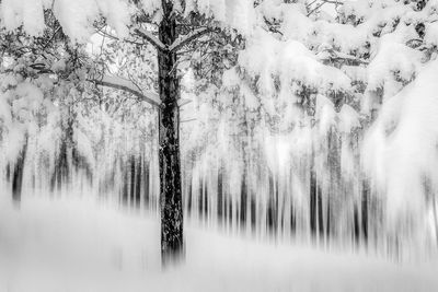 Trees in forest during winter