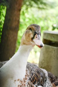 Close-up of bird against blurred background