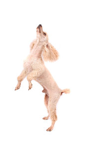 Dog jumping against white background