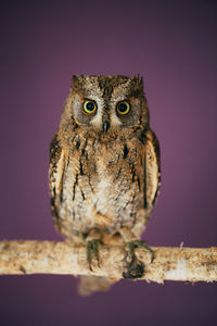 Portrait of owl perching on wall