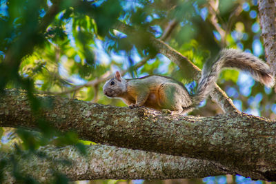 Squirrel on tree