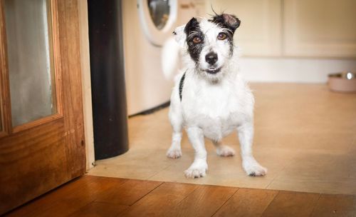 Portrait of dog at home