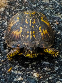 Close-up of turtle