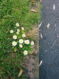 Daisy flowers blooming on field