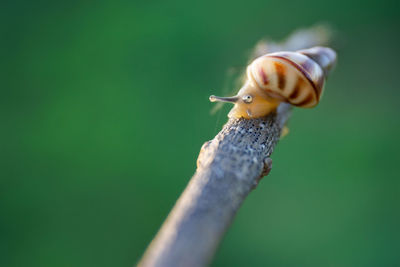 Close-up of snail