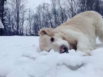 Dog on snow covered field