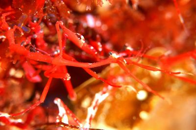 Close up of red leaves