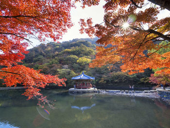 Scenic view of lake by trees during autumn