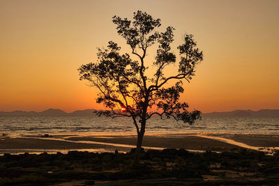 Silhouette tree on beach against sky during sunset