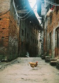Bird on brick wall