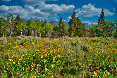 Scenic view of flowering plants on field against sky