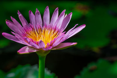 Close-up of pink water lily