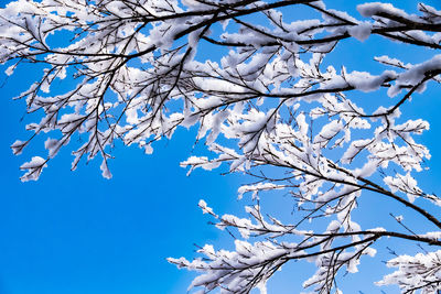 Low angle view of cherry blossom against blue sky